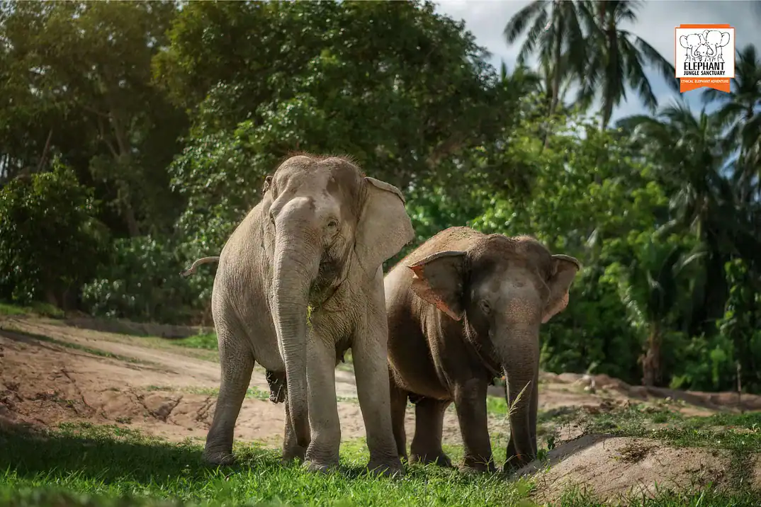 Elephant Jungle Sanctuary Samui