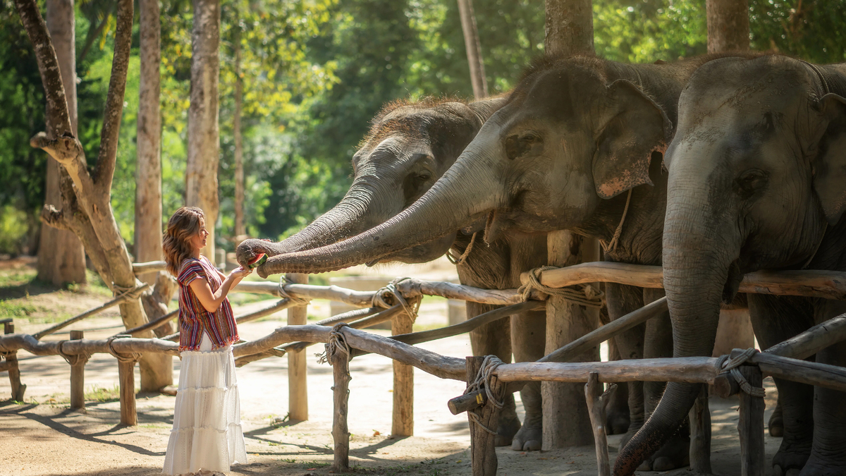Elephant Jungle Sanctuary Samui