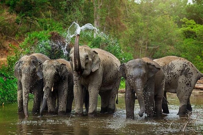 Elephant Jungle Sanctuary Samui