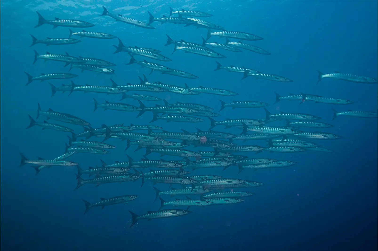 Koh Samui Fun Dive Chumphon Pinnacle