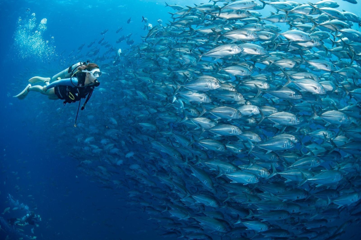 PADI Open Water Diver Course in Koh Samui
