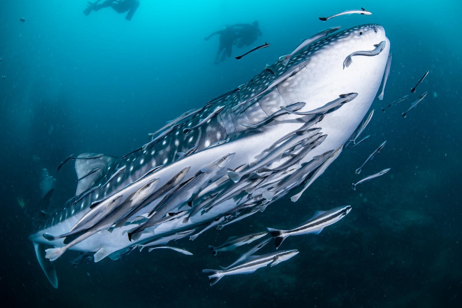 PADI Open Water Diver Course in Koh Samui