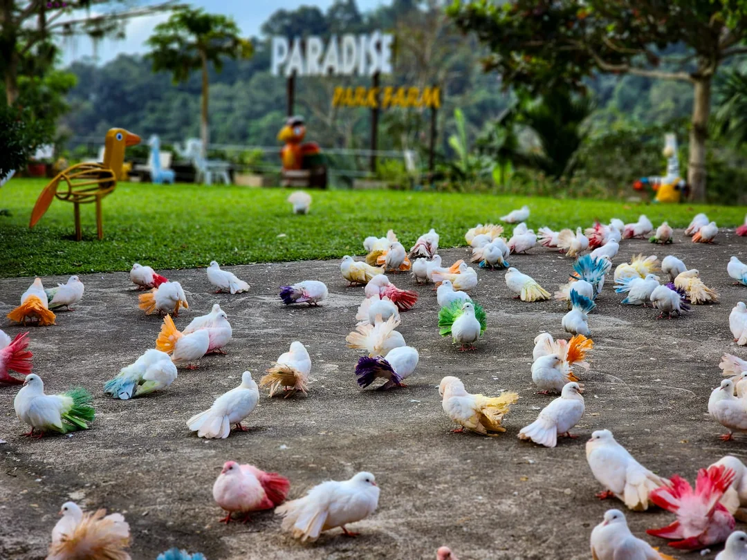 Paradise Park​ Farm