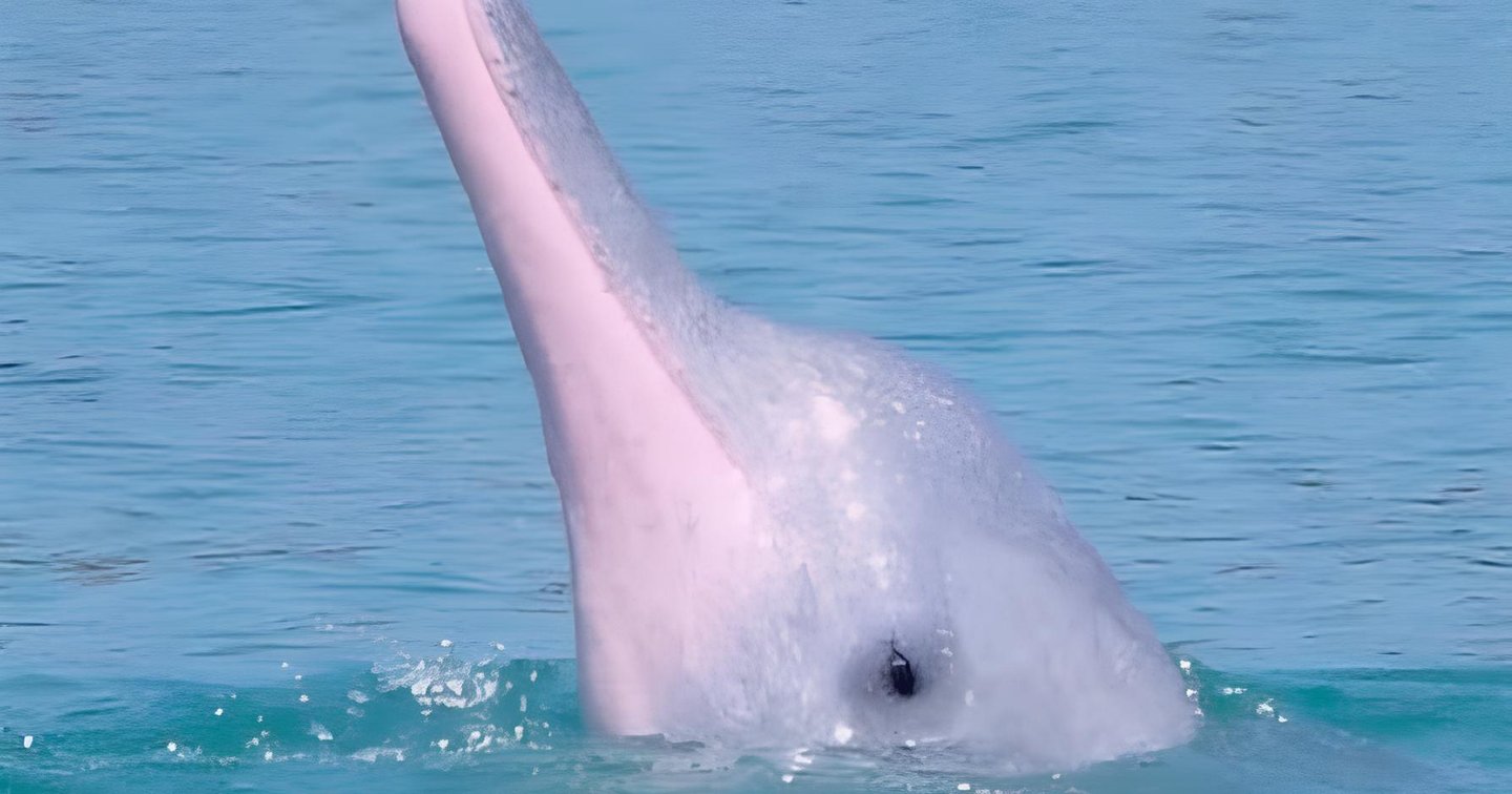 Private Pink Dolphin & Pig Island Speedboat Tour Koh Samui