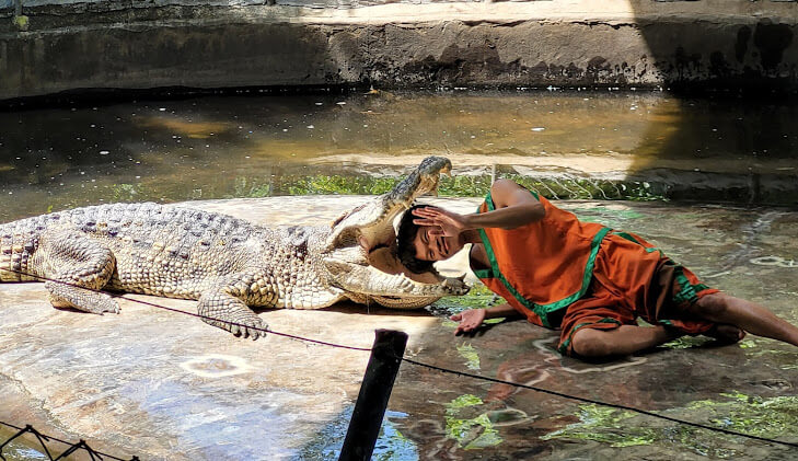 Samui Crocodile Farm