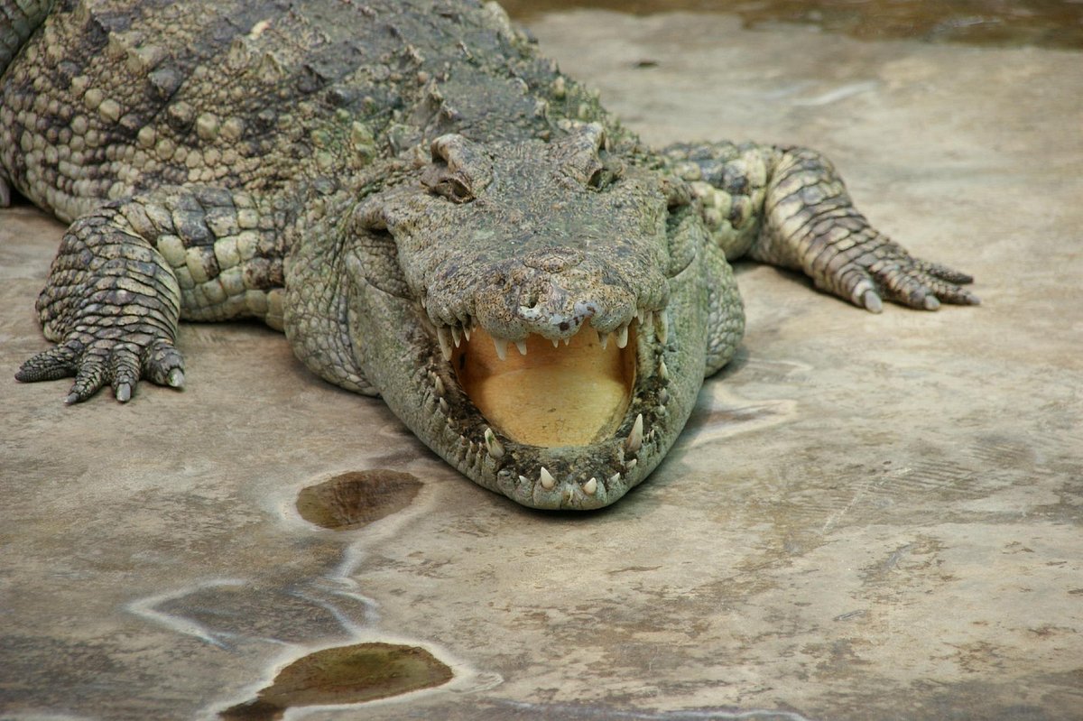 Samui Crocodile Farm