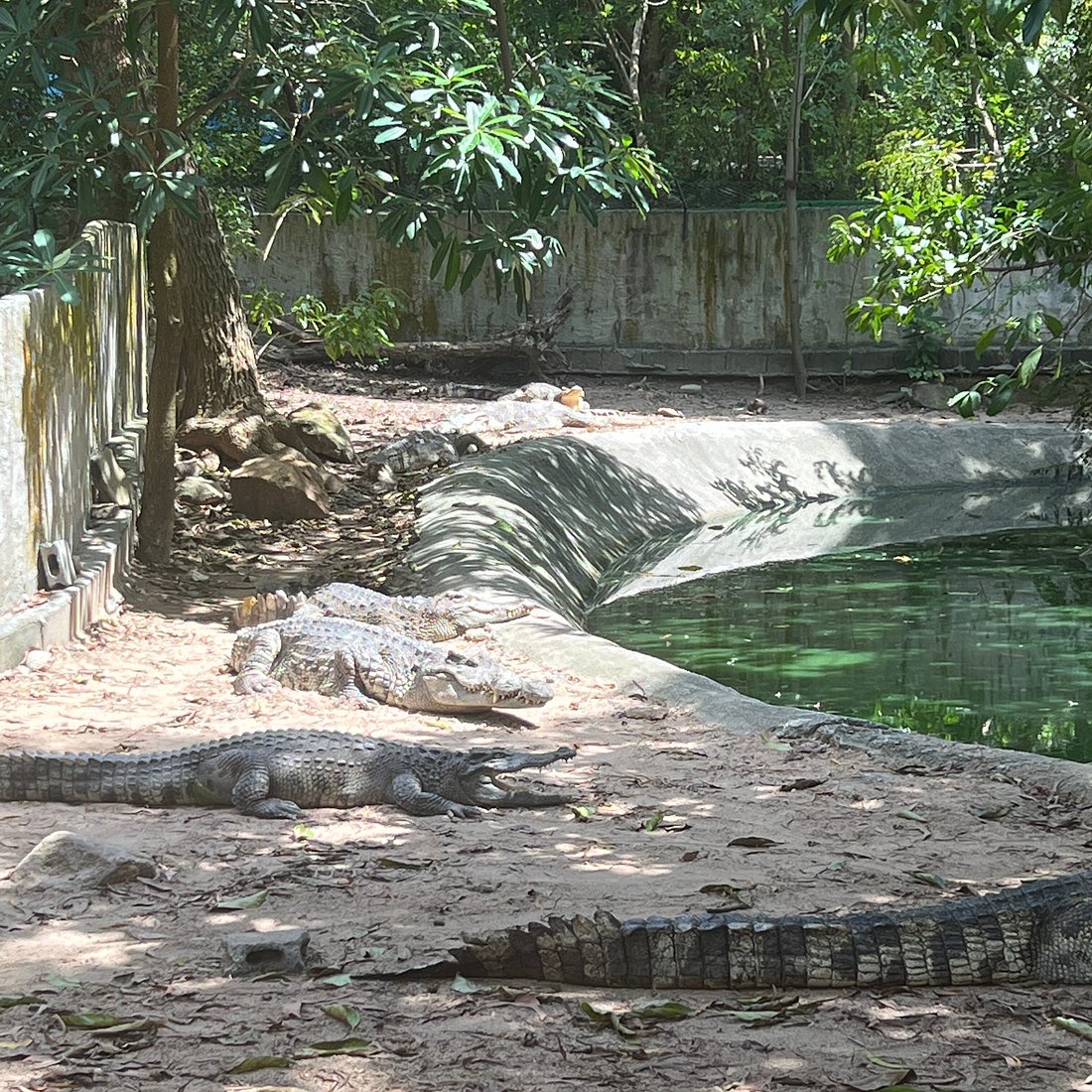 Samui Crocodile Farm
