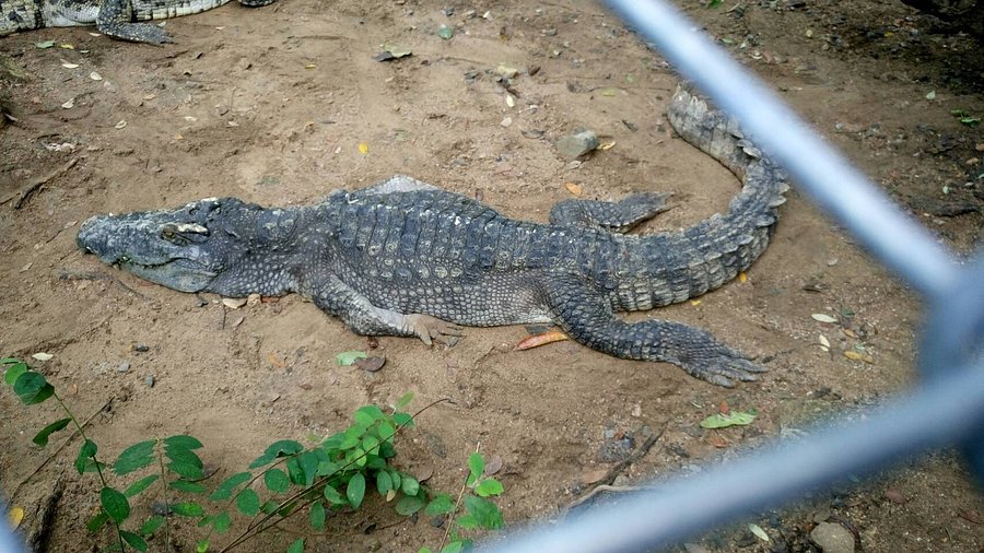 Samui Crocodile Farm