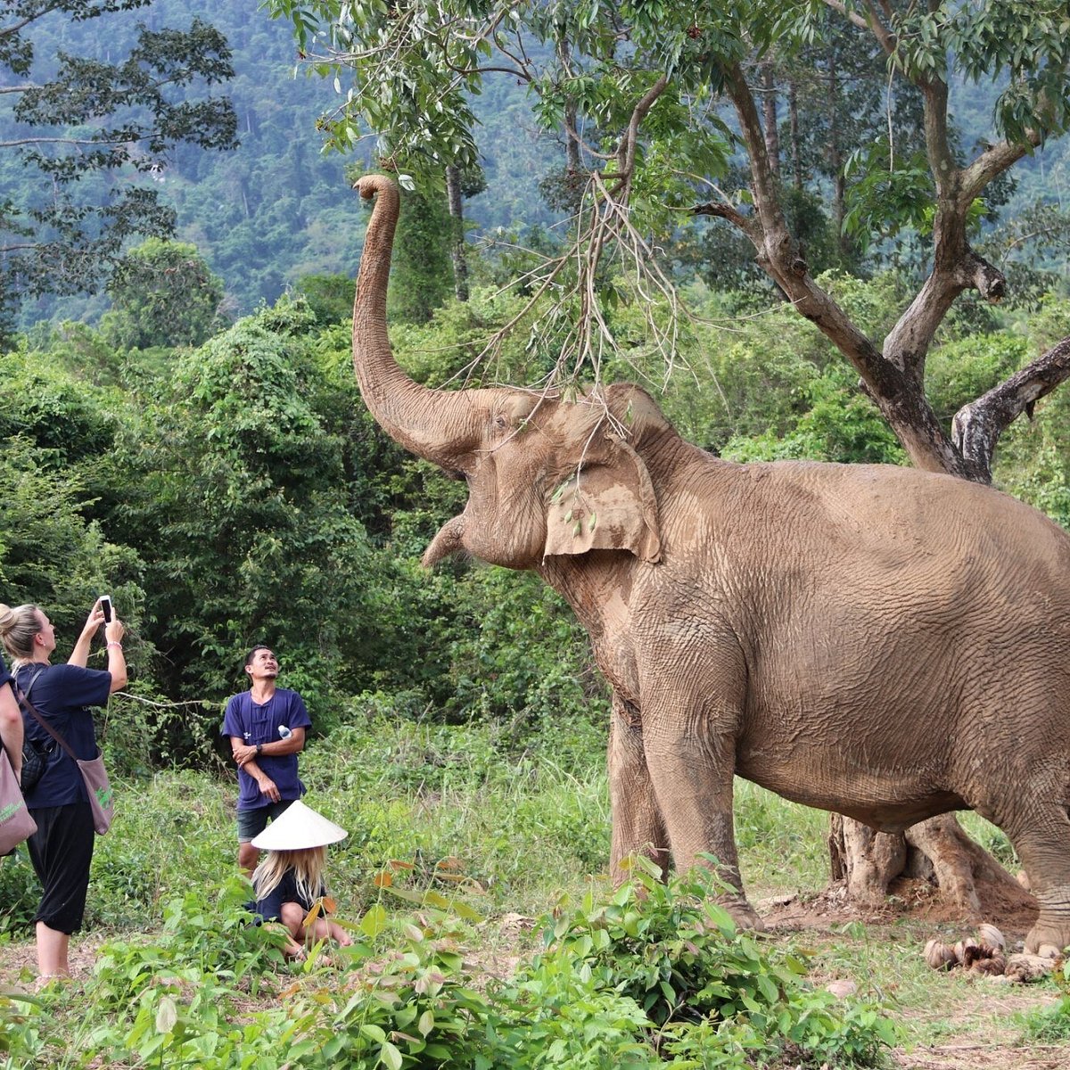 Samui Elephant Home