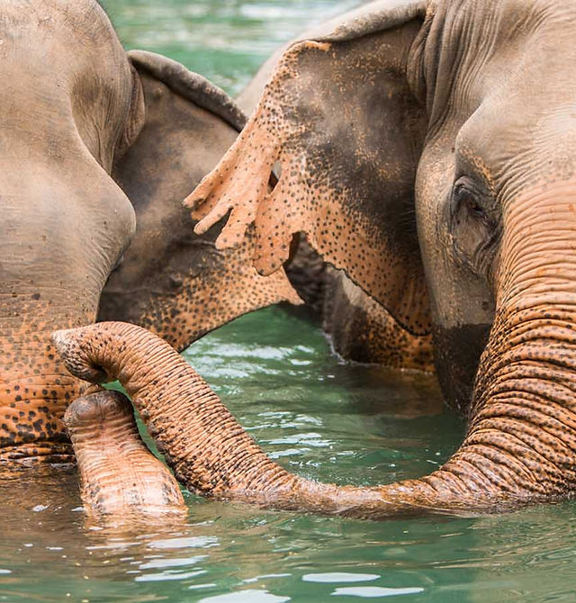 Samui Elephant Sanctuary Chaweng Noi