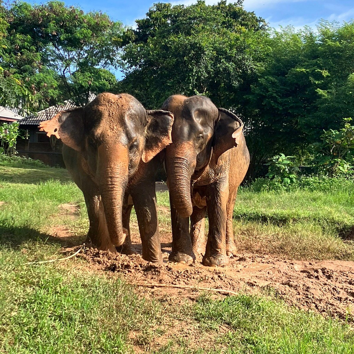 Samui Elephant Sanctuary Chaweng Noi