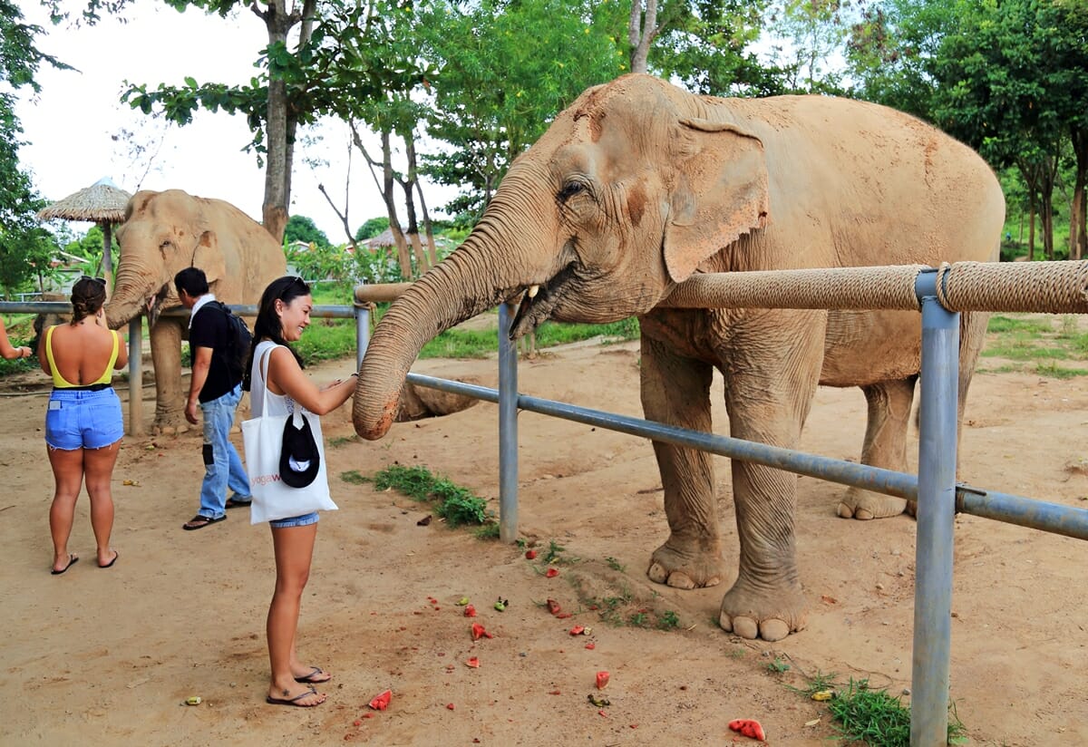 Samui Elephant Sanctuary Chaweng Noi