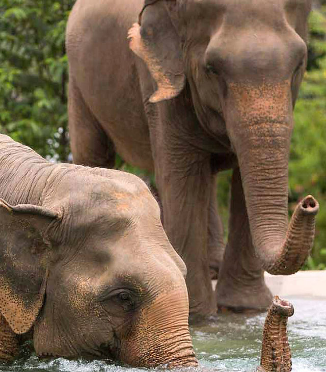 Samui Elephant Sanctuary Chaweng Noi