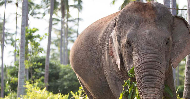 Samui Elephant Sanctuary Chaweng Noi