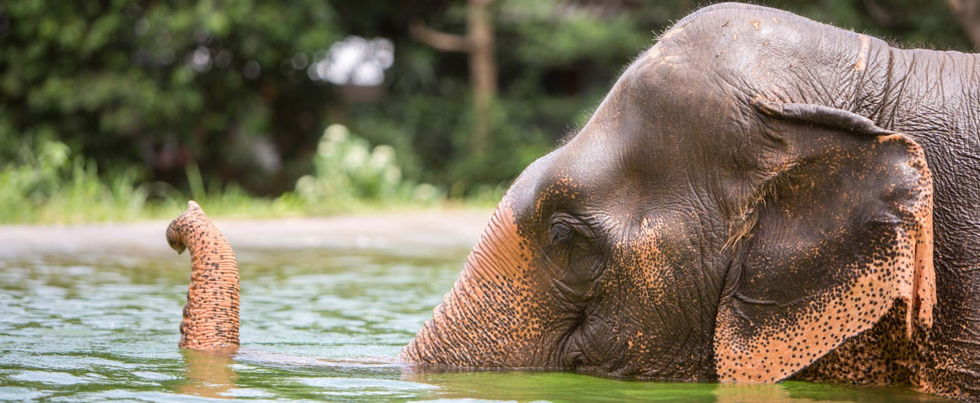 Samui Elephant Sanctuary Tour