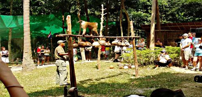 Samui Monkey Show Tour