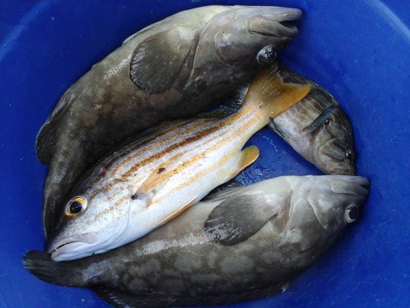 Samui Deep Sea Fishing Big Game