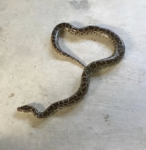 Samui Snake Farm Show